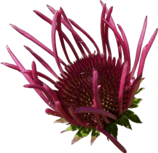 les-jardins-du-caousadel-fleur-magenta-icon