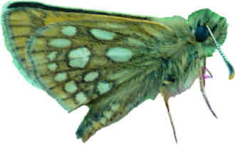 les-jardins-du-caousadel-papillon-icon